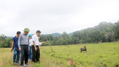 Đoàn công tác của UBND tỉnh Gia Lai tham quan Trung tâm cứu hộ, bảo tồn và phát triển sinh vật của Vườn Quốc gia Kon Ka Kinh. Ảnh: Kim Loan.