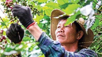 Nông dân thu hoạch cà phê tại Tây Nguyên - nơi doanh nghiệp cùng người dân triển khai mô hình canh tác đạt chuẩn ESG