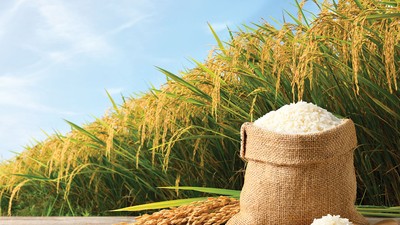 Câu chuyện tại Lộc Trời cho thấy, vốn nhà nước cần được chuyển giao về những tổ chức có đủ năng lực quản lý vốn