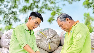 Doanh nghiệp lựa chọn cắt bớt một số tài sản để tập trung vốn vào lĩnh vực cốt lõi. Trong ảnh: Thu hoạch lúa tại vùng nguyên liệu của PAN. Ảnh: PAN