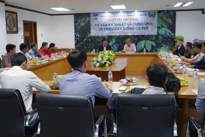 Hoàng Anh Gia Lai (HAG) và WASI hợp tác cung ứng 30 triệu cây giống cà phê chất lượng cao