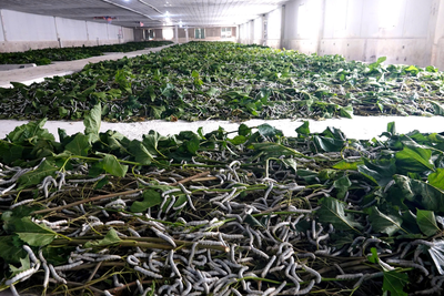 Trồng dâu nuôi tằm lấy tơ thô xuất bán sang Ấn Độ là lĩnh vực mới của HAGL