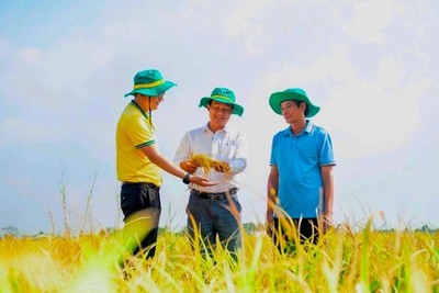 Phân bón Dầu khí Cà Mau (DCM) đặt kế hoạch lợi nhuận sau thuế 1.200 tỷ đồng, cổ tức 10% trong 2026