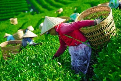 Giải phóng gần 500 container chè Việt Nam kẹt tại cảng Karachi, Pakistan