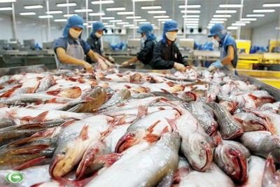 Xuất khẩu cá tra và bài toán đa dạng hóa thị trường