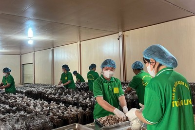 Quảng Trị hiện có nhiều chính sách hỗ trợ cho các doanh nghiệp thúc đẩy mở rộng thị trường, nâng cao năng lực cạnh tranh.