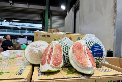 Bưởi Việt Nam lần đầu xuất khẩu sang Úc.