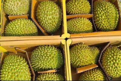 Giá sầu riêng suy giảm ngay từ đầu vụ, khiến nhiều nông dân và nhà vườn lo lắng.