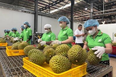 Nông sản Việt tăng tốc “nâng chuẩn” để đáp ứng quy định mới của Trung Quốc 
