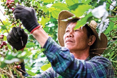 Nông dân thu hoạch cà phê tại Tây Nguyên - nơi doanh nghiệp cùng người dân triển khai mô hình canh tác đạt chuẩn ESG