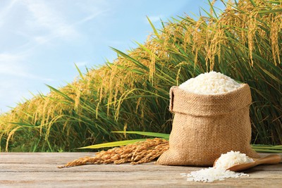 Câu chuyện tại Lộc Trời cho thấy, vốn nhà nước cần được chuyển giao về những tổ chức có đủ năng lực quản lý vốn