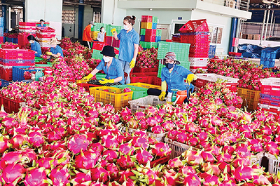 Thách thức tuân thủ của nông sản Việt xuất sang EU ngày càng lớn bởi thị trường này siết chặt tiêu chuẩn. 