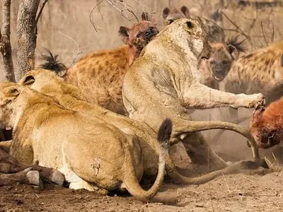 Màn "ẩn thân chi thuật" cướp con mồi trước mũi đàn sư tử cực kỳ mãn nhãn của cá sấu châu Phi | Tin nhanh chứng khoán