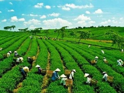 Nông nghiệp xanh Hưng Việt chào sàn HNX