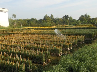 Khơi dậy sức xuân cho Làng hoa Sa Đéc