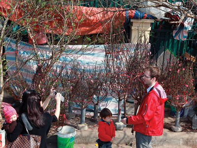 Thị trường hoa, cây cảnh Tết: Nhiều hàng, dễ mua