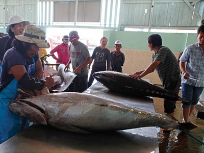 Cá ngừ là một trong những sản phẩm xuất khẩu chủ lực của Phú Yên   