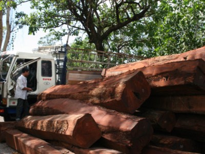 Tháo gỡ vướng mắc cho tái xuất gỗ quý hiếm