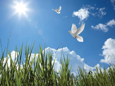 Nhà không cần nóc!?