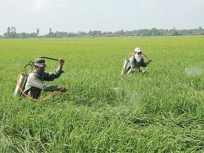 Tỷ lệ bồi thường bảo hiểm nông nghiệp lên tới 178,1%
