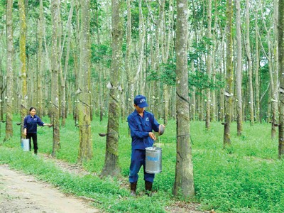6 tháng đầu năm, DN ngành cao su giảm  mạnh lợi nhuận do diễn biến bất lợi của thị trường mủ cao su