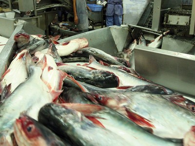 Tranh chấp liên quan đến thuế chống bán phá giá cá basa Việt Nam sang Mỹ vẫn tiếp diễn khi Việt Nam gia nhập WTO    ảnh: đức thanh