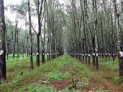 Cổ phiếu Cao su thiên nhiên: Cơ hội đầu tư theo chu kỳ