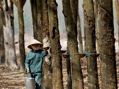 Thanh tra tại VRG, số tiền bị kết luận sai phạm lên tới 8.366 tỷ đồng