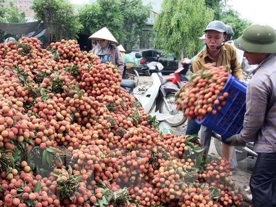 Tập kết, vận chuyển vải đi tiêu thụ ở huyện Thanh Hà (Hải Dương). Ảnh: Đình Huệ/TTXVN