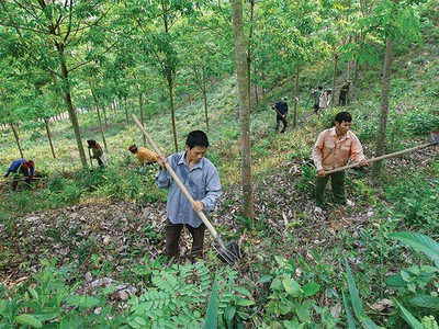 Lao động cũng là vấn đề đáng quan tâm của các DN cao su hiện nay