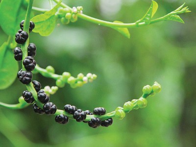 Chuyện bên… dậu mùng tơi!