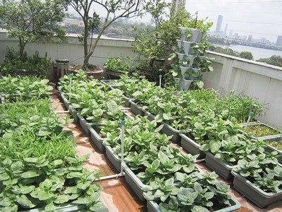 Niềm vui trên sân thượng