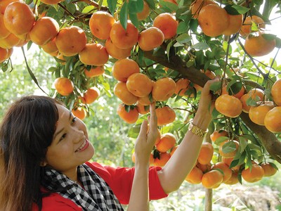 Nông nghiệp, nông thôn được xác định tiếp tục là “cứ điểm” trọng yếu của Agribank
