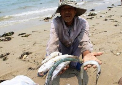 Nguyên nhân gây ra hiện tượng cá chết cho đến nay vẫn chưa được chính thức công bố