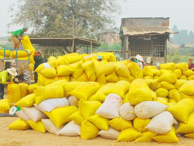 Lượng gạo xuất khẩu đã liên tục giảm trong thời gian gần đây. Ảnh: Ngọc Trinh/Người lao động