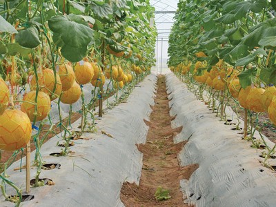 Ngày 20/1/2017, NSC trả 15% cổ tức bằng tiền