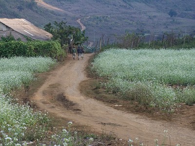 Mộc Châu, mùa xuân về!