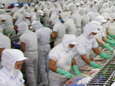 Doanh nghiệp chế biến cá tra Việt Nam phải cạnh tranh “trên từng centimet” với các đối thủ Ấn Độ, Indonesia, Bangladesh..