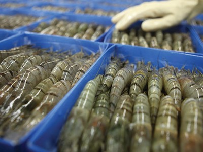 Tuyên chiến với hành vi bơm tạp chất vào tôm