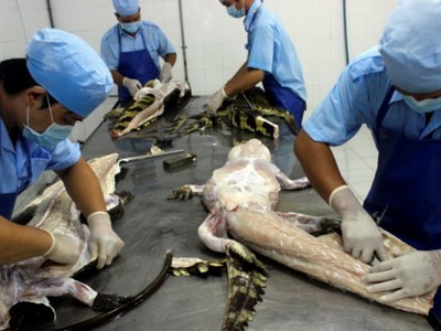 Tại một cơ sở chế biến cá sấu