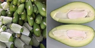 Xoài đủ tiêu chuẩn chất lượng xuất khẩu được lựa chọn để chiếu xạ tại Trung tâm Chiếu xạ Hà Nội.