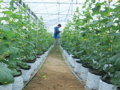 Nông nghiệp đang là lĩnh vực còn nhiều dư địa tăng trưởng