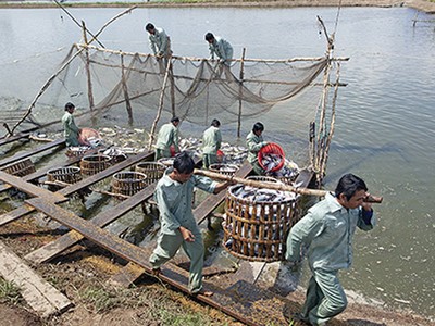 HVG cần một "nguồn khác" để giải chấp, rồi mới có thể tiến hành thanh lý bất động sản