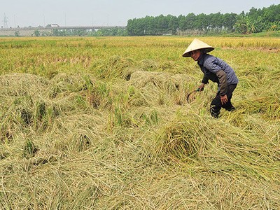 Nhiều đề xuất hoàn thiện nghị định về bảo hiểm nông nghiệp