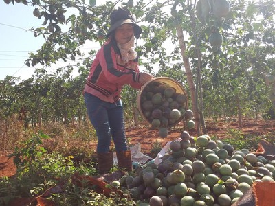 Dự án được xây dựng sẽ góp phần bao tiêu các sản phẩm nông nghiệp cho nông dân Gia Lai
