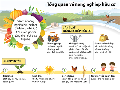[Infographic]Tổng quan về nông nghiệp hữu cơ