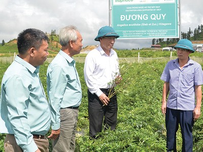 Vùng trồng dược liệu sạch của Traphaco