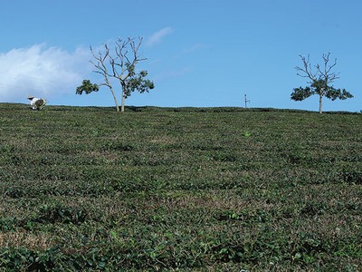 IPO Chè Lâm Đồng: 1 cá nhân gom 45% vốn