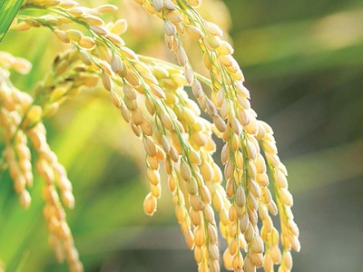 Hơn 100 công ty đã về đích sớm