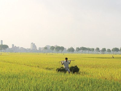 Đất sản xuất nông nghiệp của Việt Nam còn manh mún. Ảnh: Dũng Minh